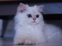 British Longhair dişi