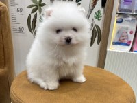 POMERANİAN BOO