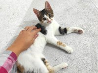 5 aylık dişi calico cinsi kedimiz İç dış paraziti yapıldı