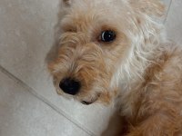 TÜM AŞILARI YAPILMIŞ MALTİPOO CİNSİ KÖPEĞİMİZ
