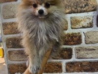Pomeranian Yavrum Ev Ortamında