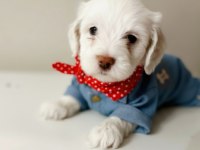 Teacup maltese bebişler