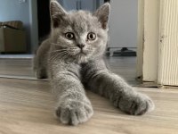 British shorthair
