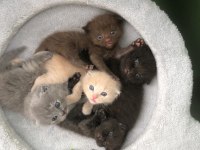 Rengarenk Scottish Fold yavrularımız sahiplerini bekliyor