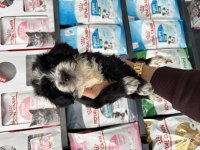 Dişi erkek maltipoo bebeklerimiz