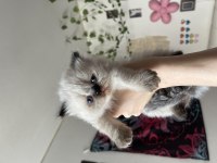Safkan Exotic Shorthair Yavrular