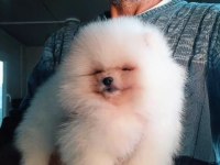 Orijinal Pomeranian Boo 3 Aylık