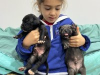 SAFKAN DEV ANNE BABA SIFIR HATA CANE CORSO