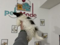Petmode Köpek Çiftliğinden  tea cup papillon yavrumuz