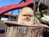 TEDDY BEAR POMERANİAN YAVRULARI