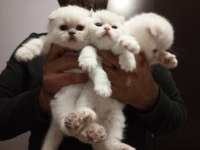 Anne baba şecereli koca kafa british shorthair yavrular