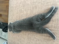 Scottish fold kedim 2,5 aylık