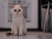 Şecereli Safkan British Shorthair Ny1133 Dişi Yavru