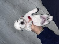 0 numara maltese köpeğimiz