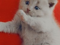 Yavru scottish fold