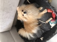 Ailevi Sorunlar Sebebi Pomeranian Boo