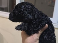 BEBEK KÖPEKLERİM SİZ YENİ AİLESİYLE TANIŞMAYA HAZIR