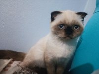 Blue point scottish fold yavrumuz