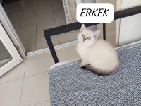 BRİTİSH SHORTHAİR PAŞAM HAZIR