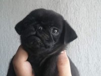 Sıfır Burun Gül Kuyruk Pug