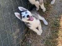 Dünyalar Güzeli Husky Yavrularımız