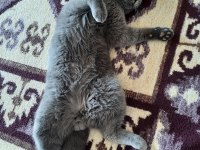Sahiplendirme british shorthair