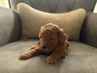 Safkan anne babadan koyu kahve toy poodle
