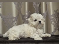 Kore Maltese 0 boy aşılı