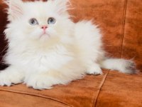 By1133 erkek british longhair