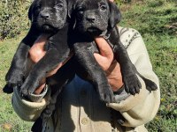 Cane corso yavrular