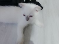 3 aylık siyam kedisi sahiplendirme 2 dişi ve 2 erkek