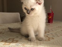2 Aylığını Doldurmuş Scottish Fold, Blue Point Yavrular