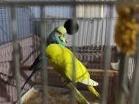 Üst vasıf show Jumbo çift muhabbet kuşu
