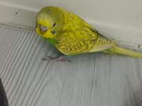 9 adet yavru muhabbet kuşu
