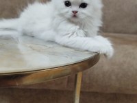 British Longhair 2 Aylık