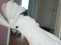 Safkan oyuncu kakadu papağanlarımız mevcuttur