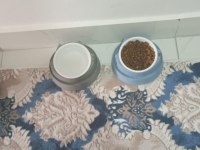 EVİMİZİN ASLANI KEDİMİZ