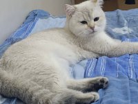 Safkan British Golden Point Shorthair Dişi