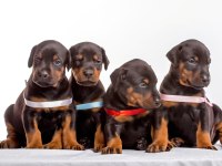 SİYAH VE KIZIL DOBERMAN ASİLLER
