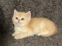 Anne Baba Şecereli Golden NY12 Safkan British Erkek