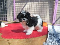 Shih tzu yavrularımızı kaçırmayın