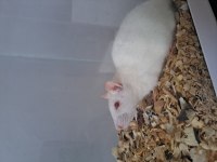 Rat Faresi Çift