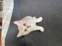 British shorthair salebimiz yeni yuvasını arıyor