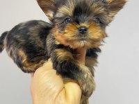 Egzotik Yorkshire Terrier Merle Desen
