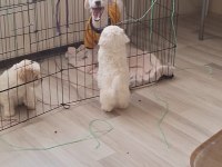 Sevimli cins köpekler