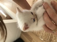 Beyaz tuglu mavi gozlu exotic yawru 2aylik