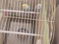 Kaliteli muhabbet kuşu eş perçemli erkek