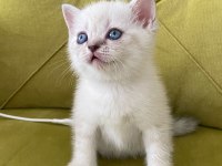 British shorthair lynx point dişi kedimiz