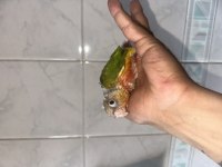El besleme konur bebekler