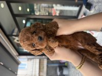 Toy Poodle Bebek